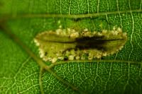 Phyllonorycter rajella