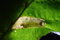Phyllonorycter klemannella
