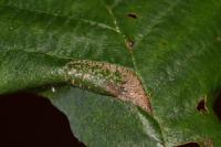 Phyllonorycter klemannella