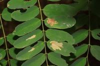 Parectopa robiniella