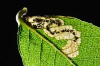 Stigmella salicis