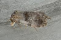 Neocochylis molliculana