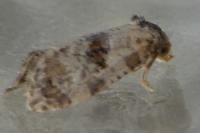 Neocochylis molliculana