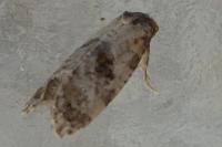 Neocochylis molliculana