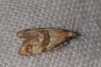 Phalonidia contractana