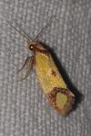 Agapeta zoegana