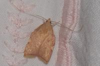 Carcina quercana