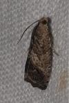 Cydia splendana