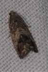 Cydia splendana