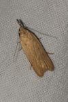 Dichomeris limosella
