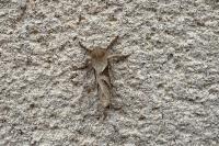 Triodia sylvina