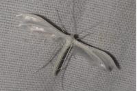 Pterophorus pentadactylus
