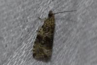 Celypha lacunana