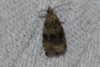 Celypha lacunana