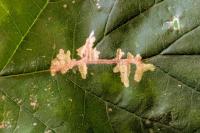 Cosmopterix zieglerella