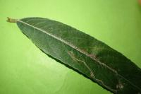 Phyllocnistis saligna
