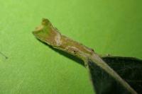 Phyllocnistis saligna