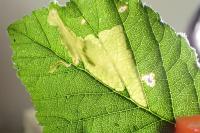 Coptotriche marginea