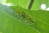 Phyllonorycter platani