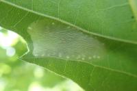 Phyllonorycter platani