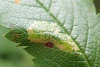 Phyllonorycter sorbi