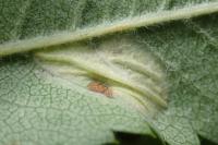 Phyllonorycter sorbi