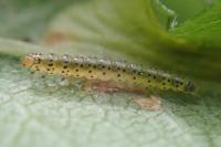 Choreutis pariana