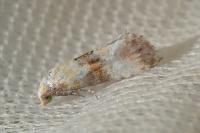 Eupoecilia angustana