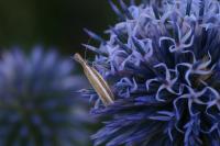 Pleurota aristella