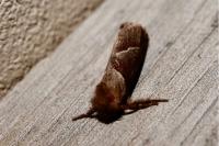 Triodia sylvina