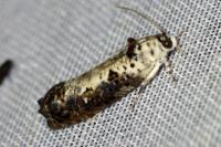 Hedya salicella