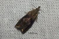 Dichrorampha simpliciana