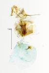 Dichrorampha simpliciana