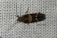Mompha subbistrigella