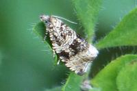Celypha lacunana