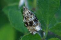 Celypha lacunana