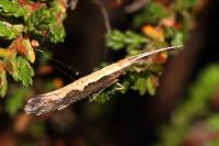 Plutella xylostella