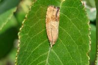 Cydia amplana/molybdana
