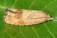 Cydia amplana/molybdana