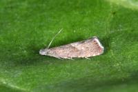 Dichrorampha