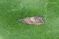 Dichrorampha