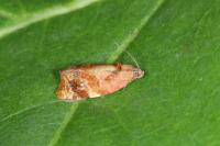 Ditula angustiorana