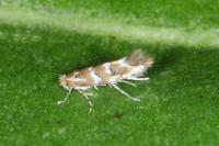 Cameraria ohridella