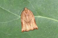 Archips podana