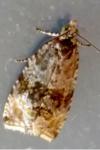 Celypha lacunana