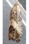 Cydia splendana