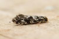 Nemapogon granellus