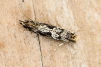 Nemapogon granellus