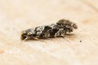 Nemapogon granellus