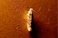 Scrobipalpa